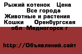 Рыжий котенок › Цена ­ 1 - Все города Животные и растения » Кошки   . Оренбургская обл.,Медногорск г.